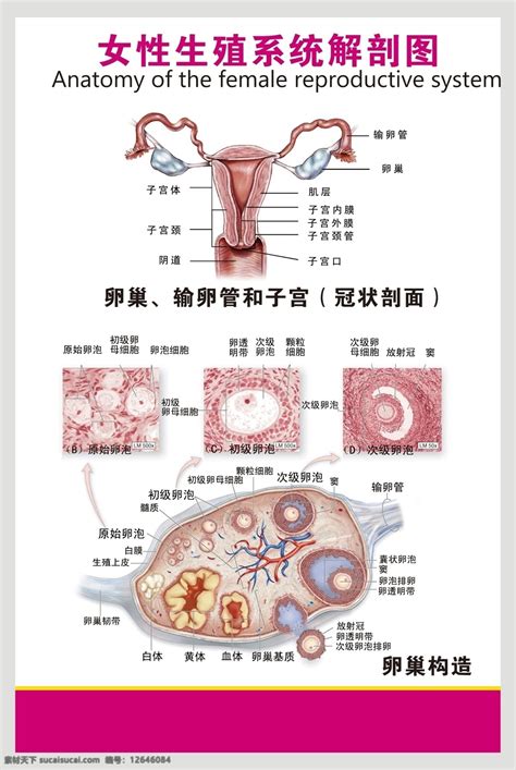 私处|女性生殖结构：